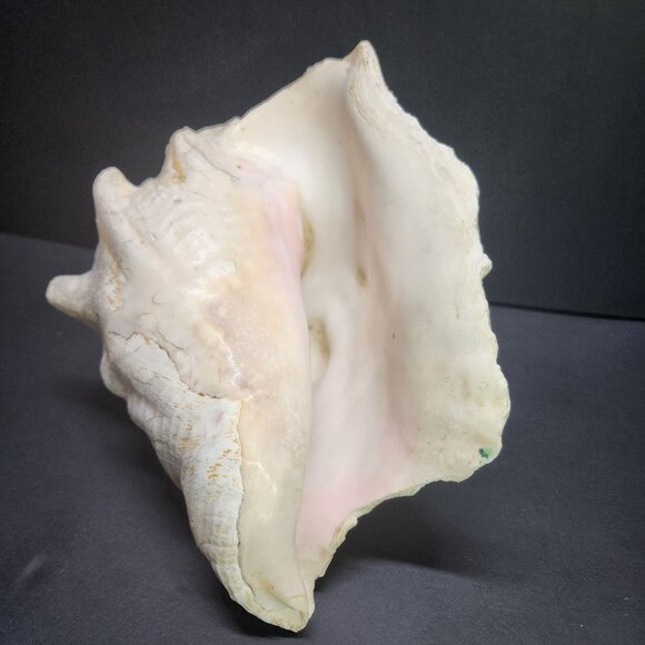 Queen Conch Shell Pink Large 7'' Decorative Seashell Nautical Display - Picture 1 of 11
